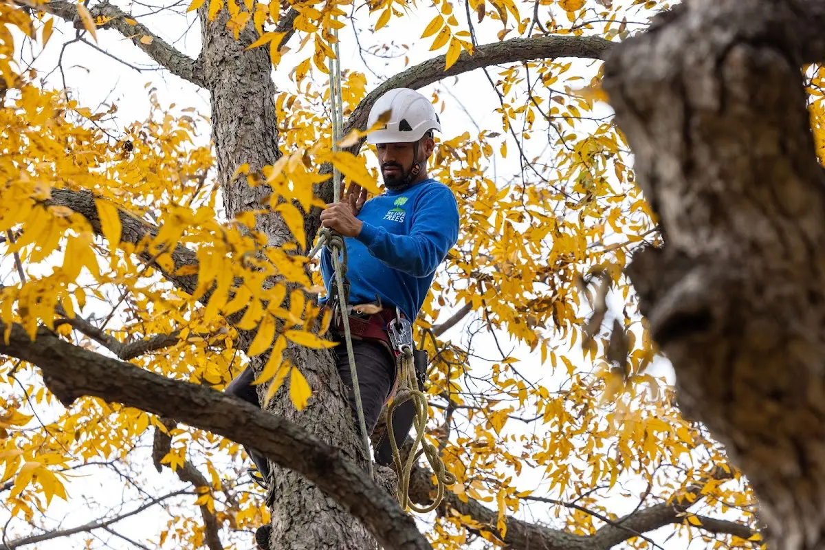 Skilled Tree Planting crew working in West Point